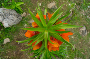 Дикорастущий цветок-эндемик Айгуль (Рябчик Эдуарда). Айгуль-Таш
